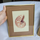 Pair of MCM Style Vintage Gold Framed Sea Shell Art Prints