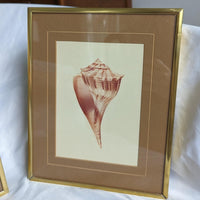 Pair of MCM Style Vintage Gold Framed Sea Shell Art Prints