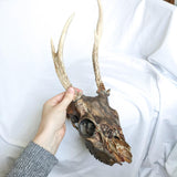 Genuine Decorative Hanging Painted Deer Skull with Antlers