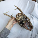 Genuine Decorative Hanging Painted Deer Skull with Antlers