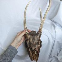 Genuine Decorative Hanging Painted Deer Skull with Antlers