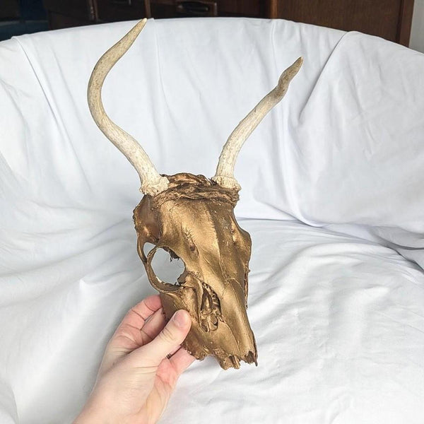 Genuine Decorative Hanging Gold Painted Deer Skull with Antlers