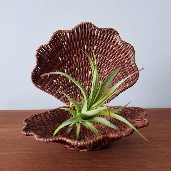 Wicker Vintage Clam Shell Clasped Basket